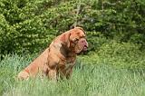 DOGUE DE BORDEAUX 091